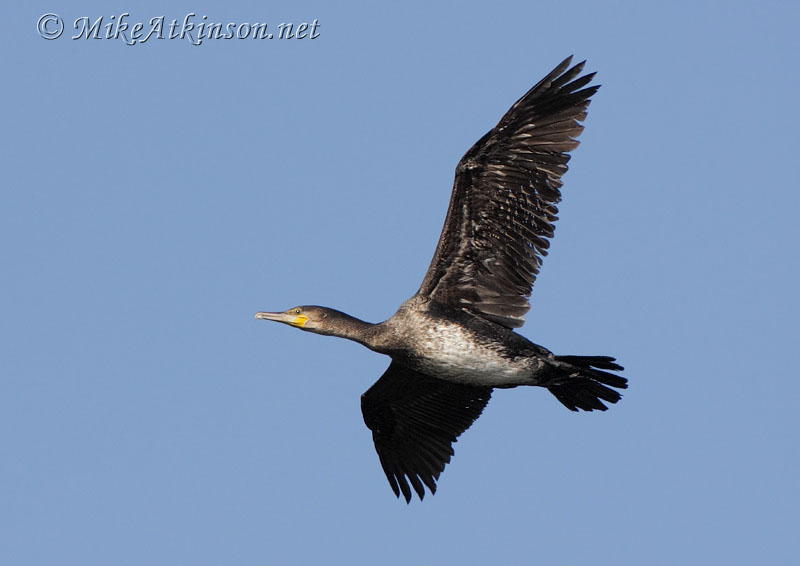 Cormorant