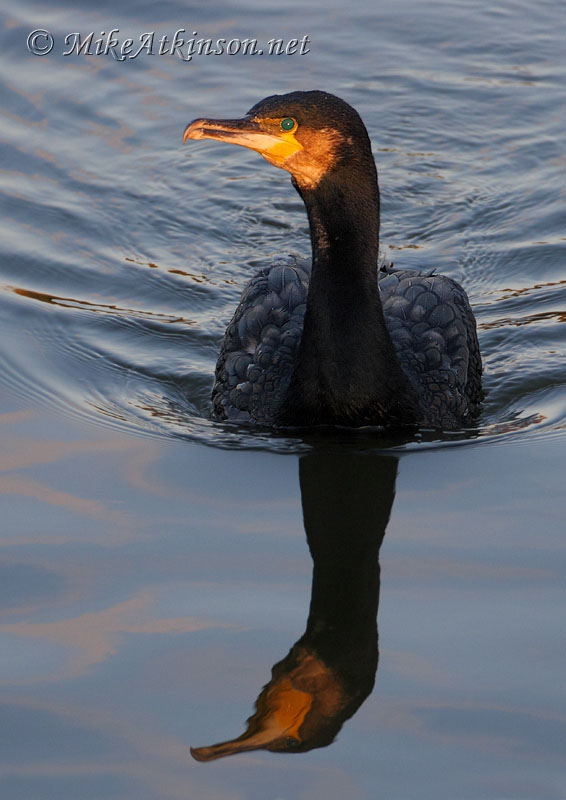 Cormorant