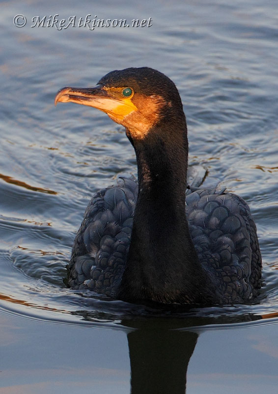 Cormorant