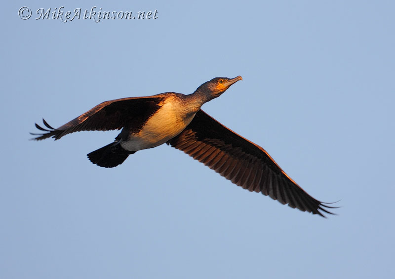 Cormorant
