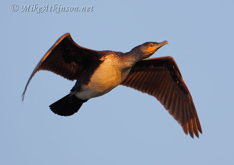 Cormorant