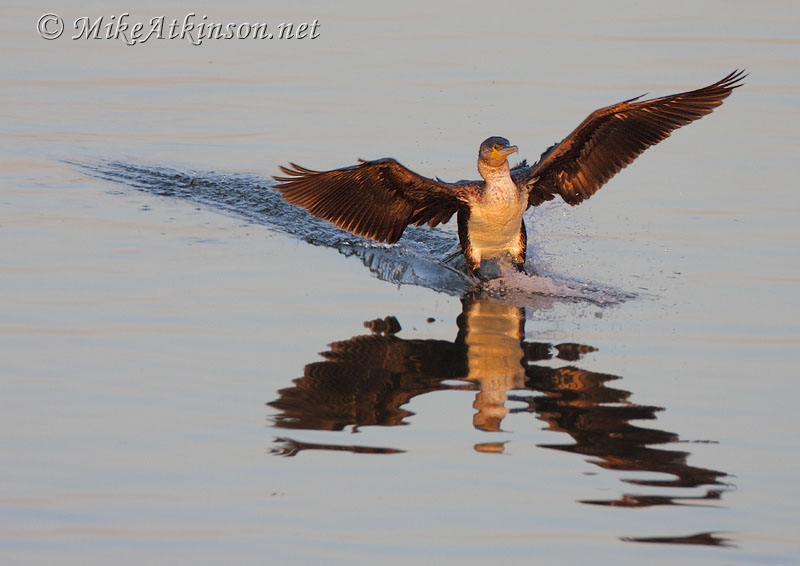 Cormorant