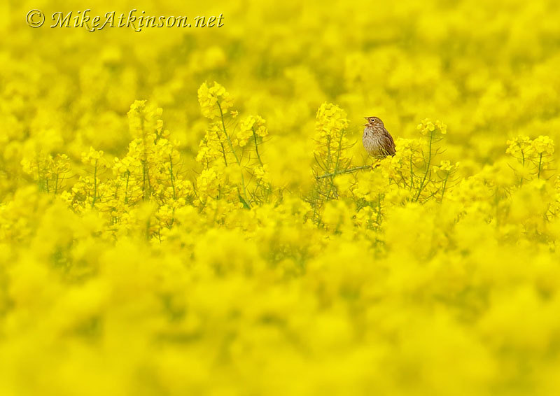 Corn Bunting
