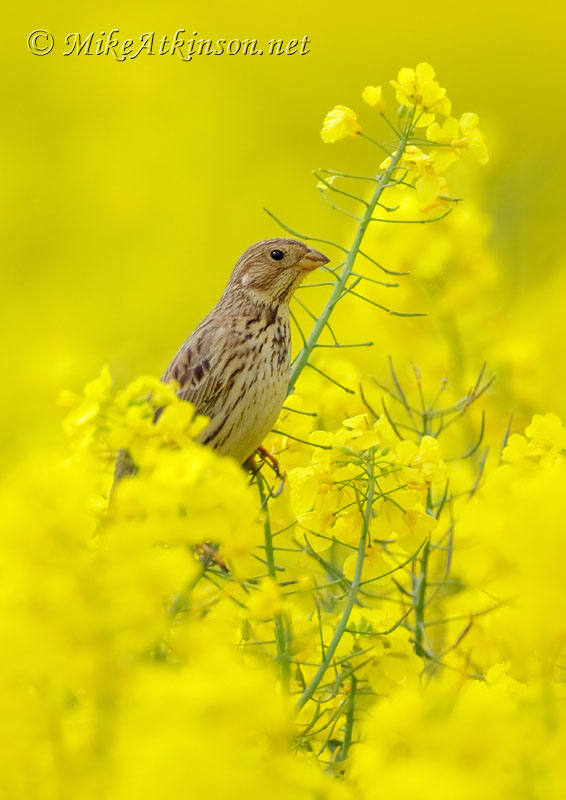 Corn Bunting