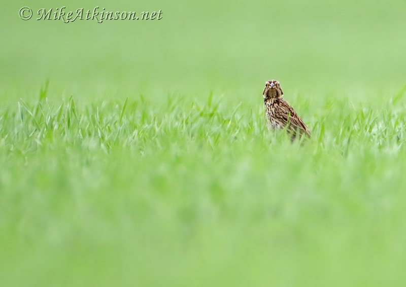 Corn Bunting