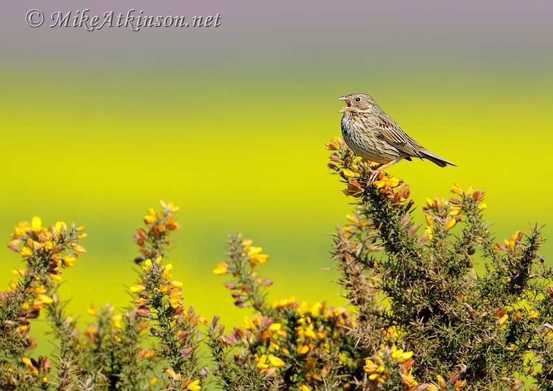 Corn Bunting