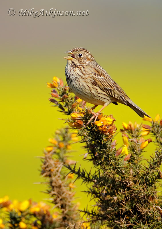 Corn Bunting