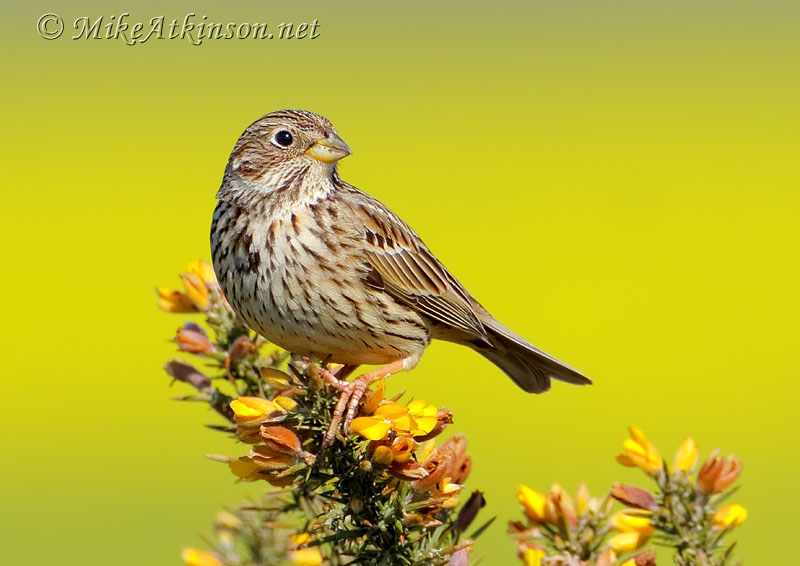 Corn Bunting