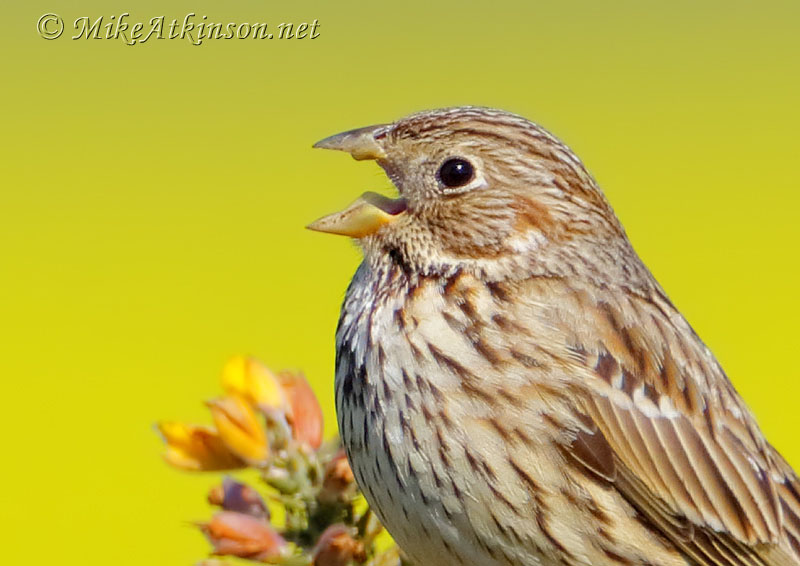 Corn Bunting