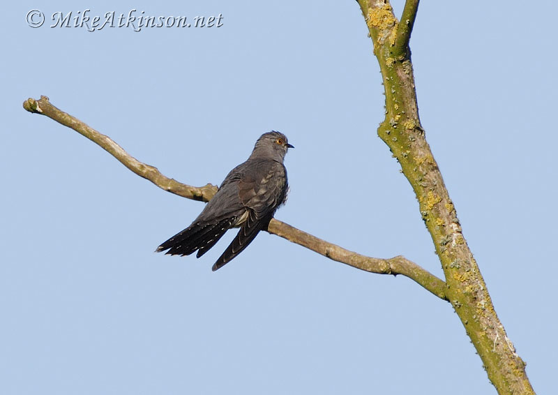 Cuckoo