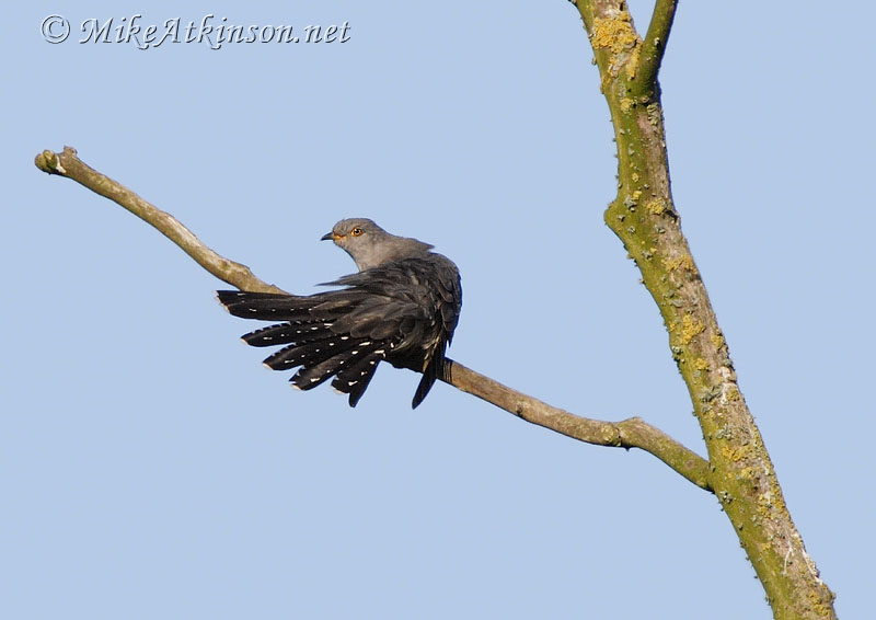 Cuckoo