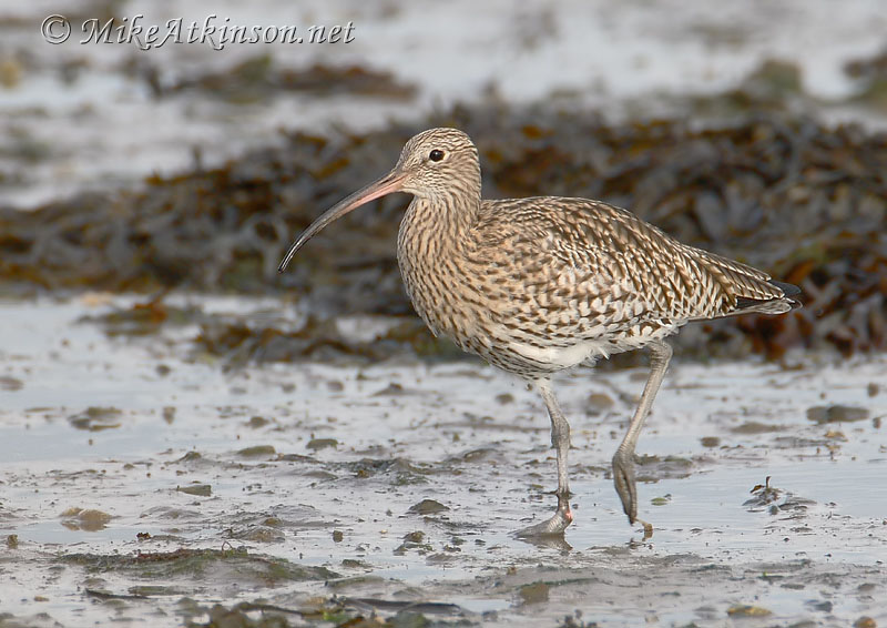 Curlew