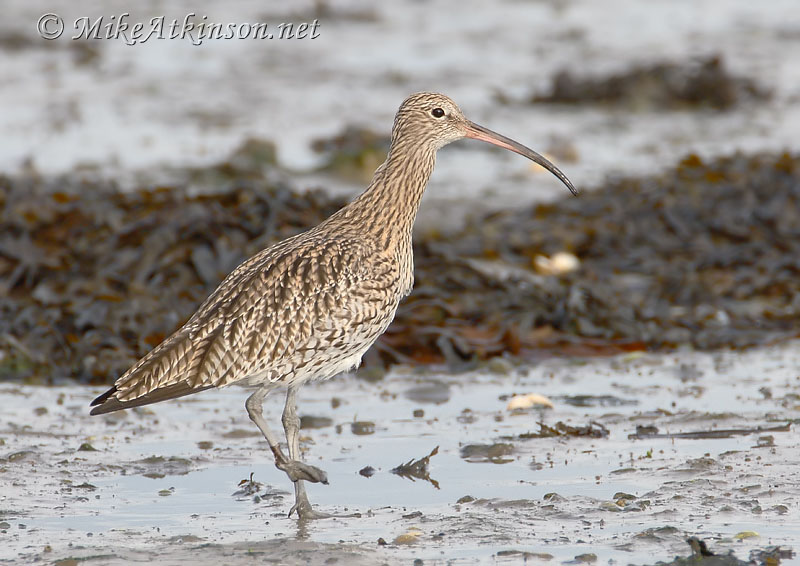 Curlew