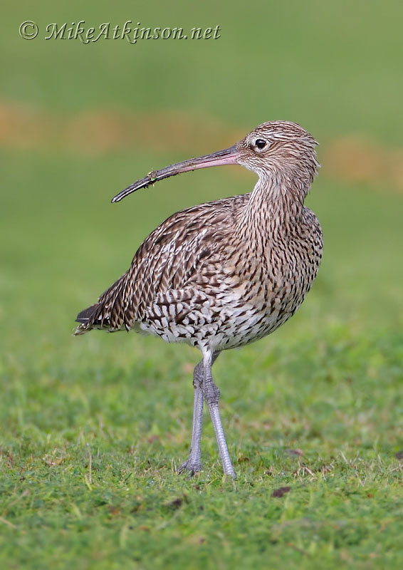 Curlew