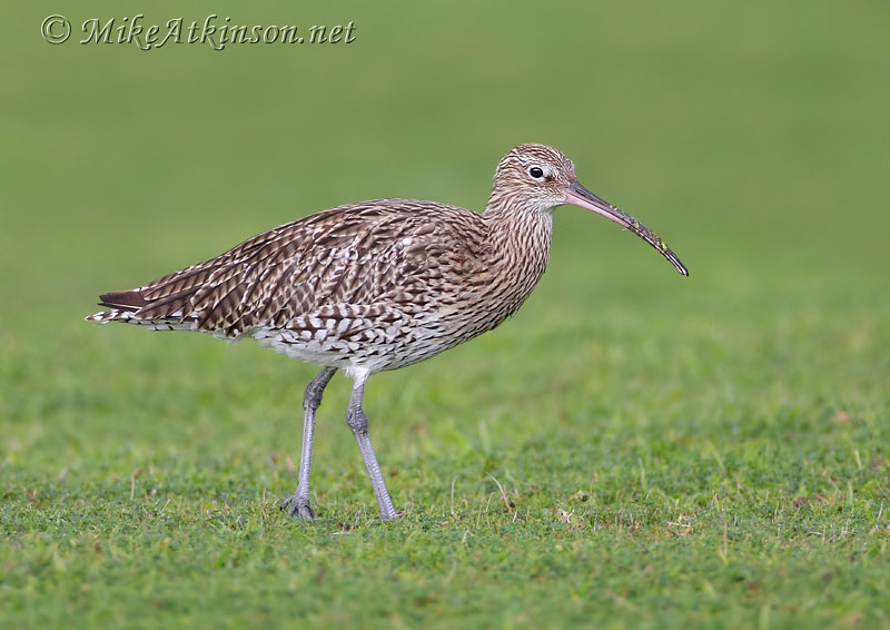 Curlew