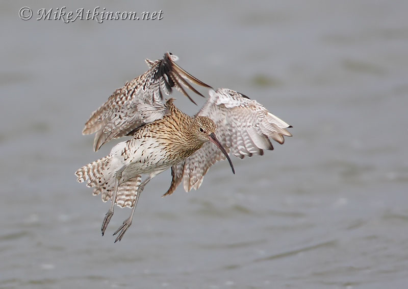 Curlew