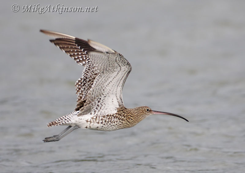 Curlew