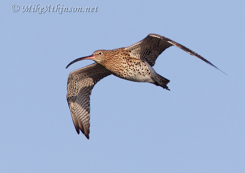 Curlew