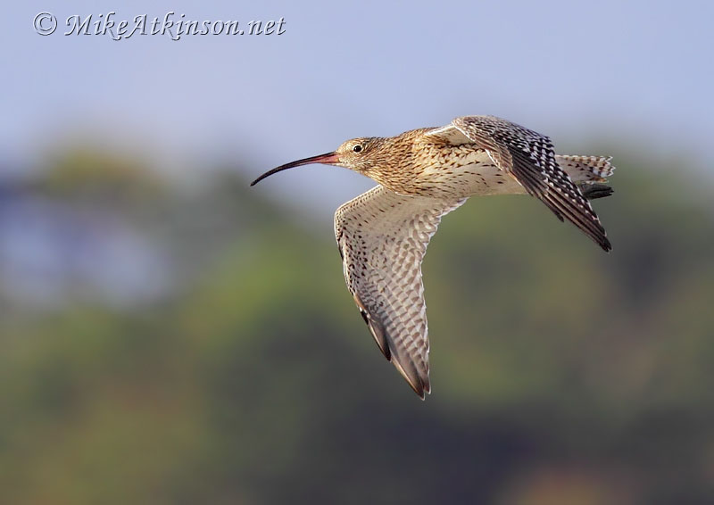 Curlew