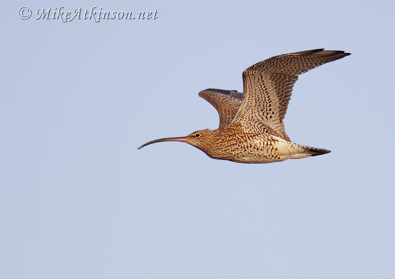 Curlew