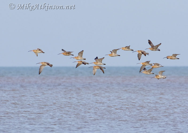 Curlew