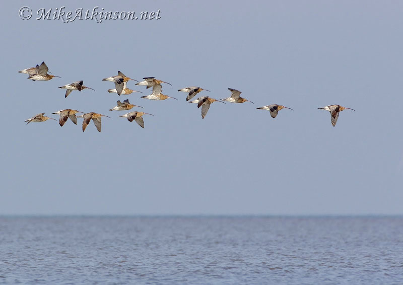 Curlew