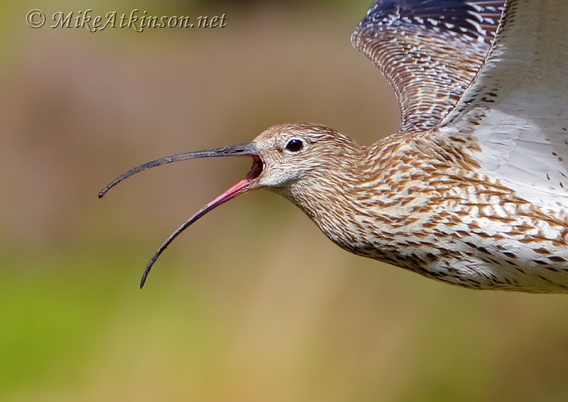 Curlew
