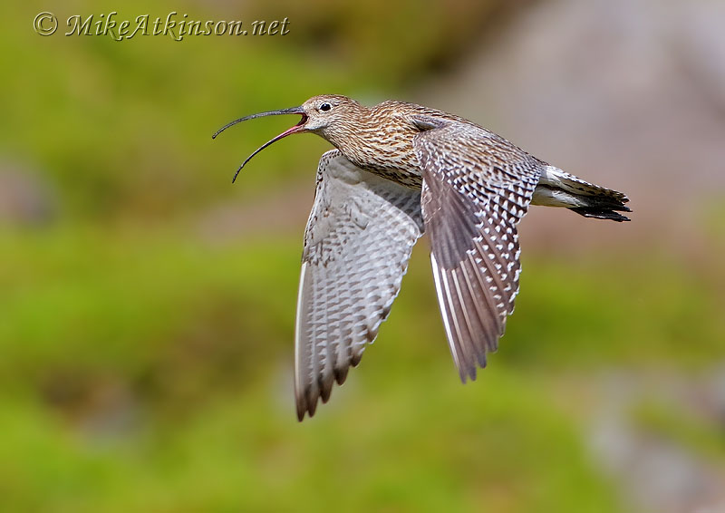 Curlew