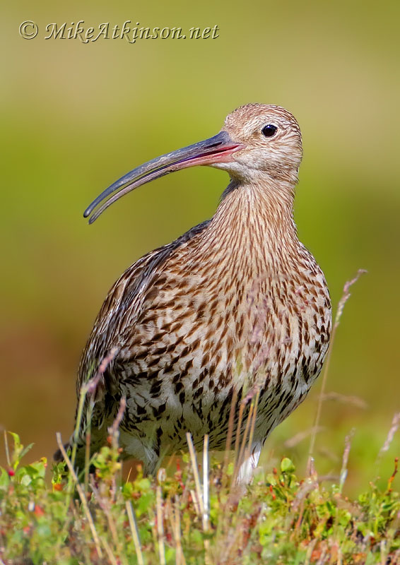Curlew