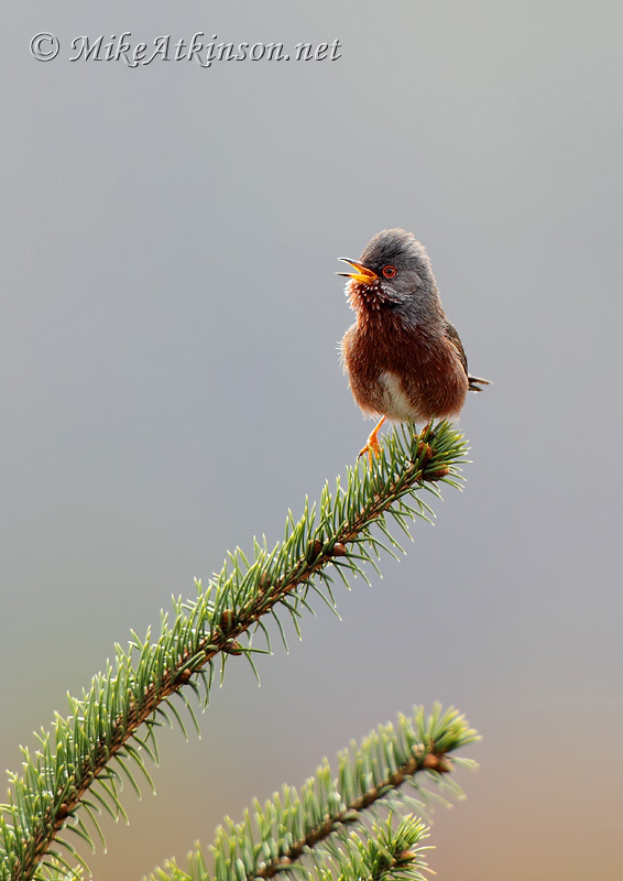Dartford Warbler