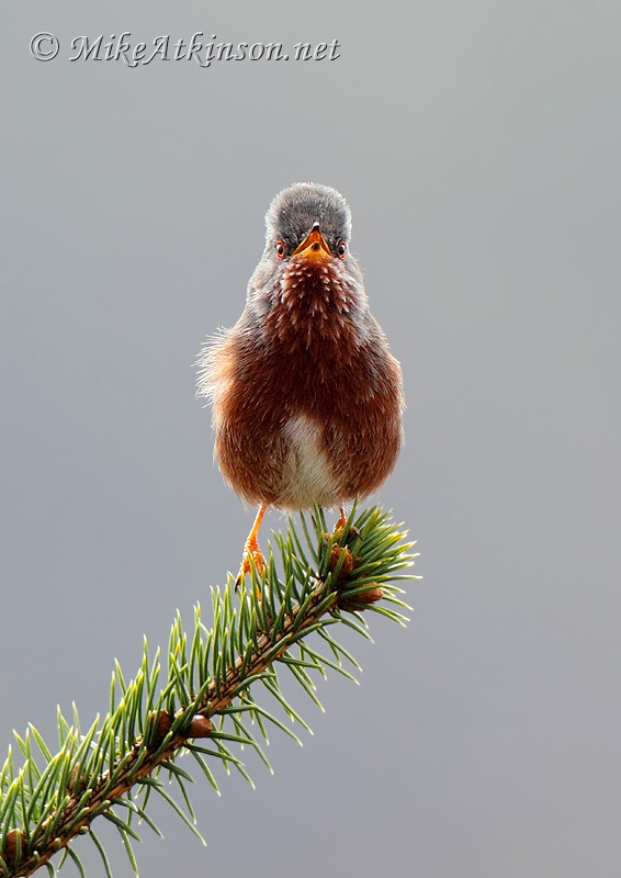 Dartford Warbler