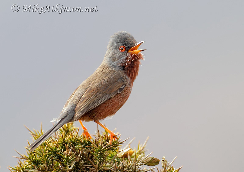 Dartford Warbler