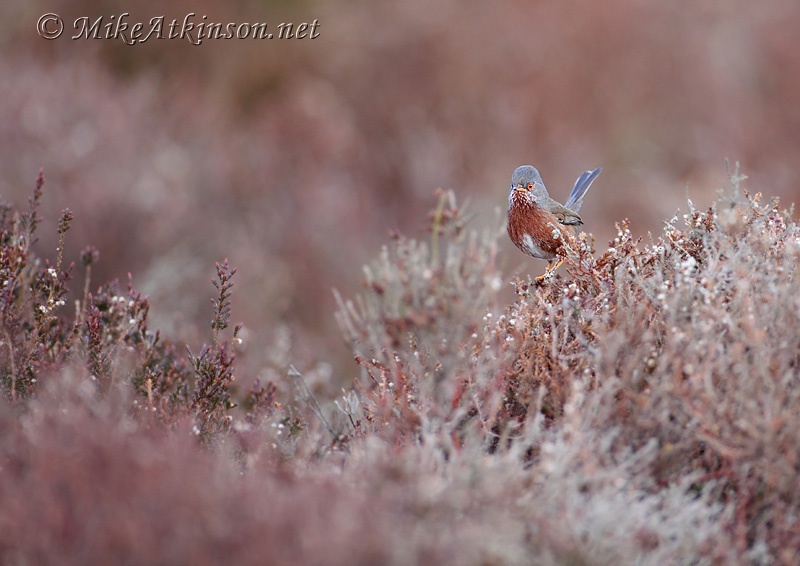 Dartford Warbler