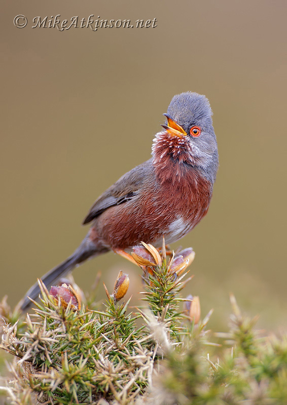 Dartford Warbler