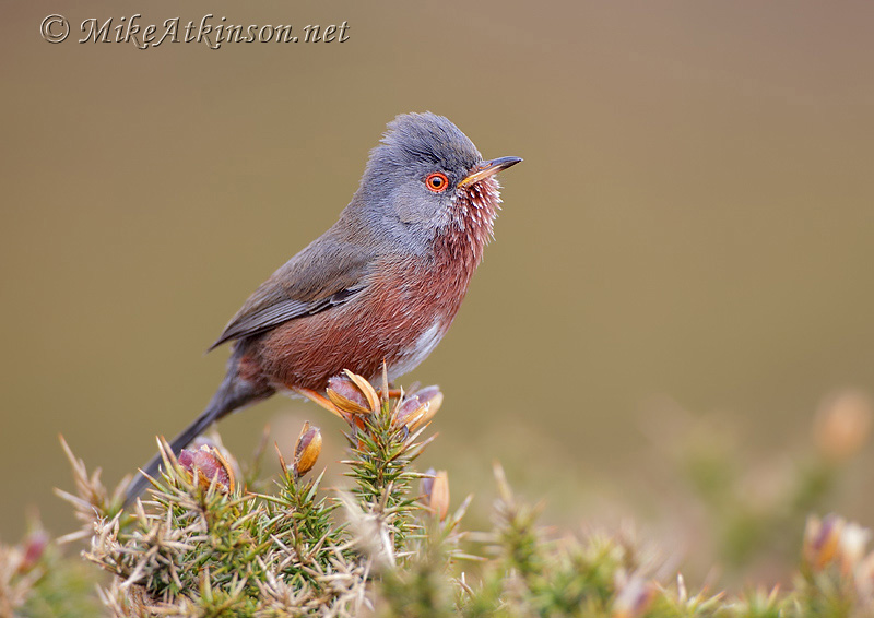 Dartford Warbler