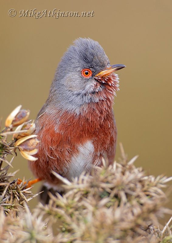Dartford Warbler