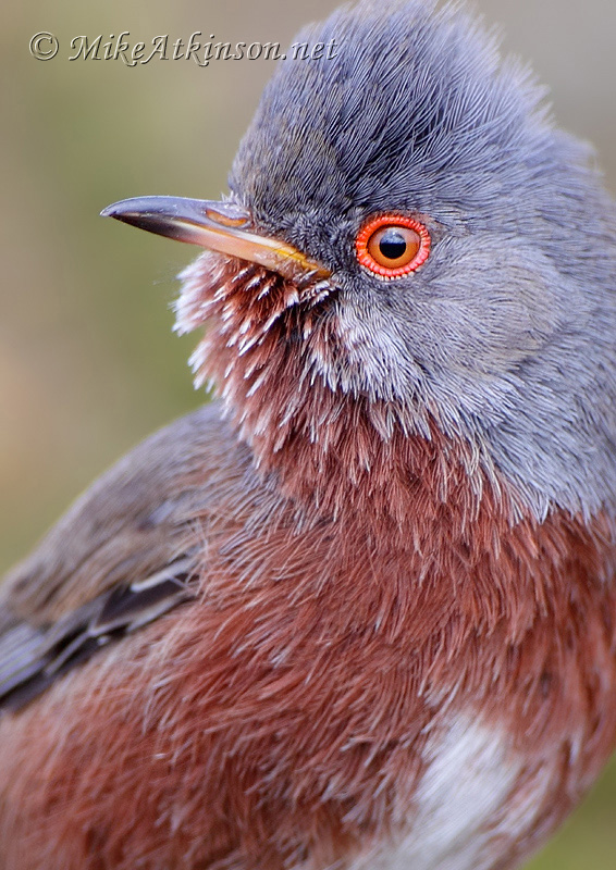 Dartford Warbler