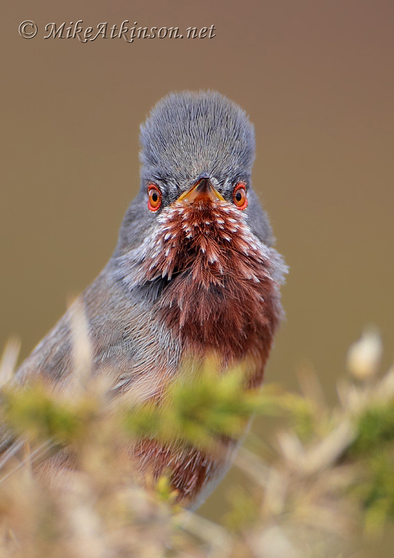 Dartford Warbler