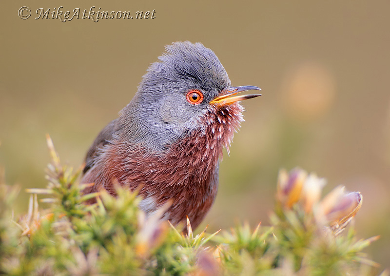 Dartford Warbler