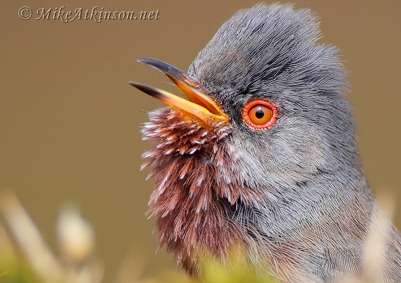 Dartford Warbler