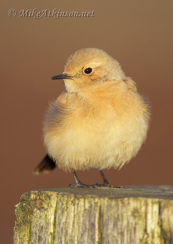 Desert Wheatear