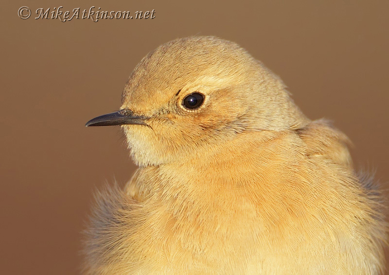 Desert Wheatear
