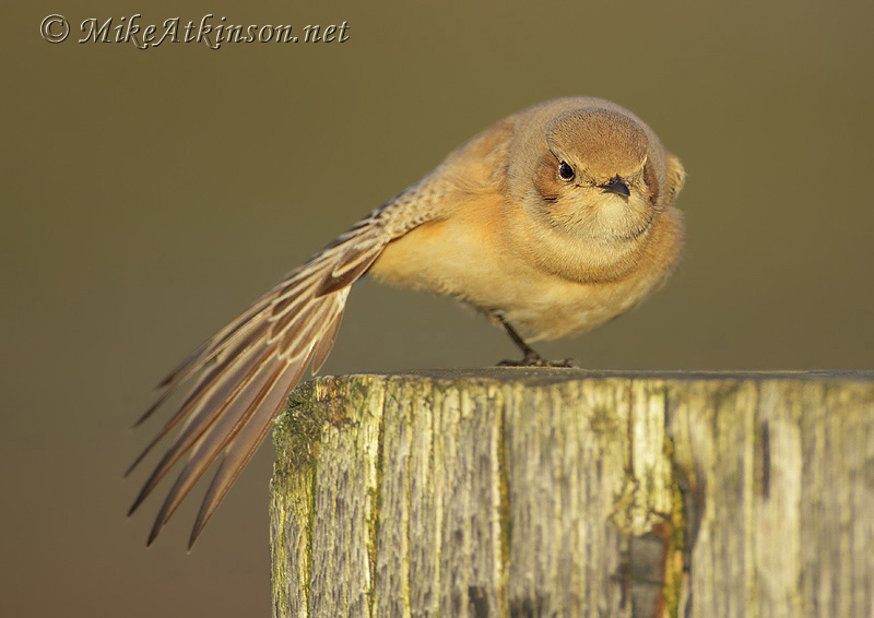 Desert Wheatear