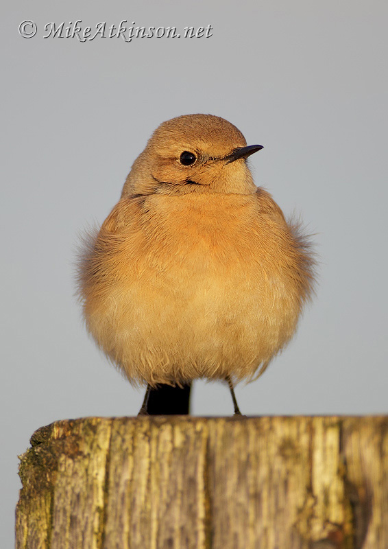 Desert Wheatear
