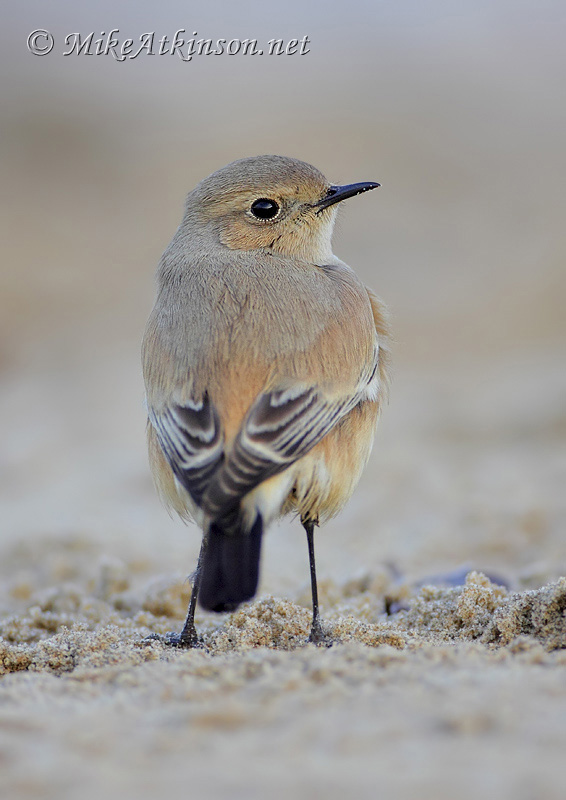 Desert Wheatear