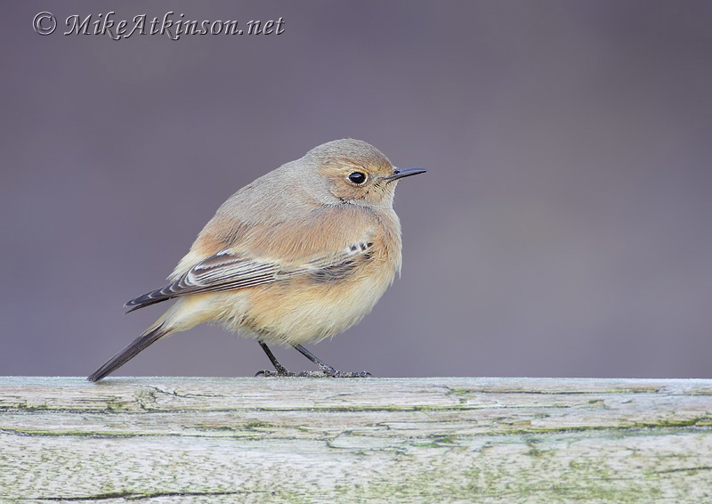 Desert Wheatear