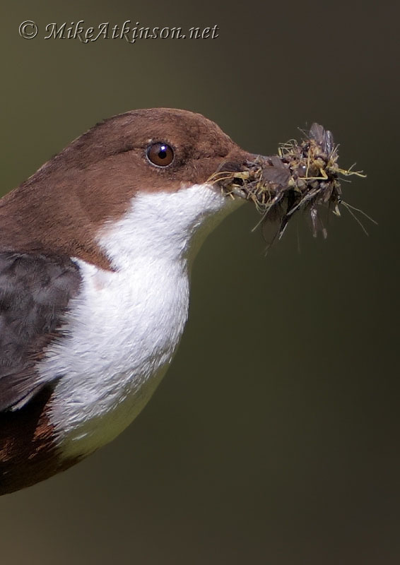 Dipper