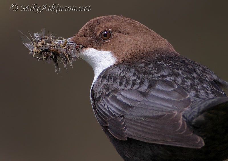 Dipper
