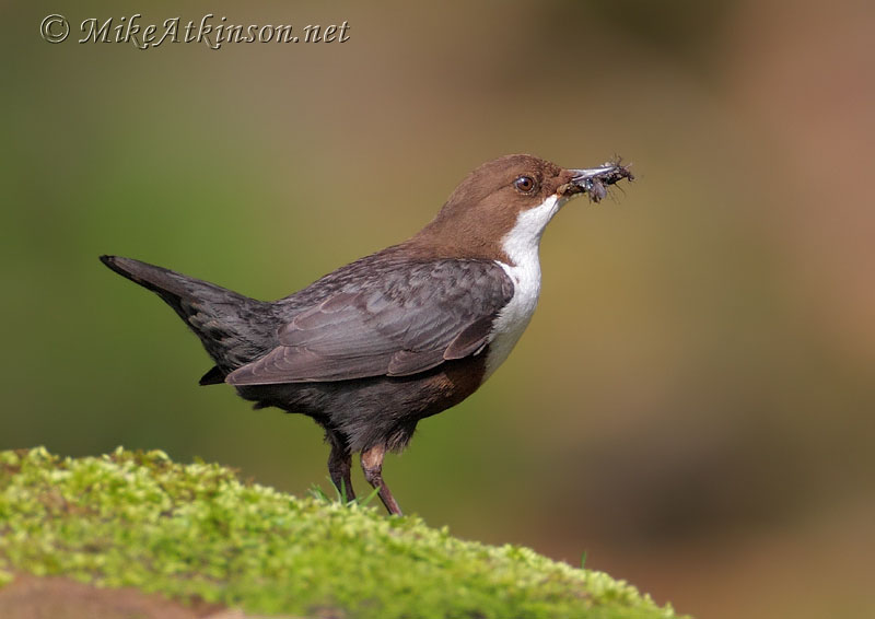Dipper
