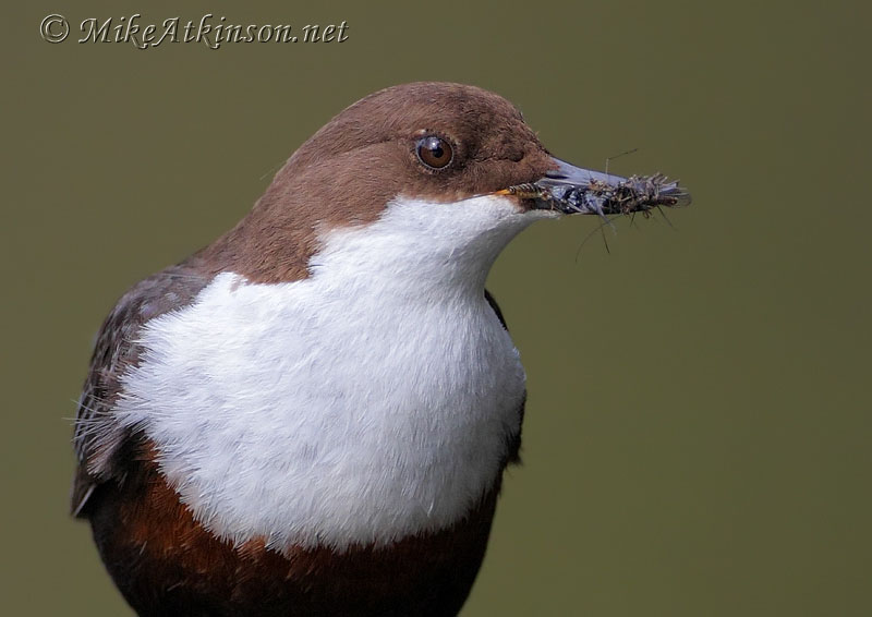 Dipper